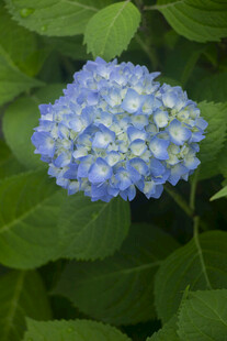 蓝色八仙花