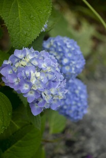 八仙花蓝绣球花绽放