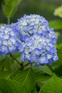 八仙花蓝色绣球花绽放