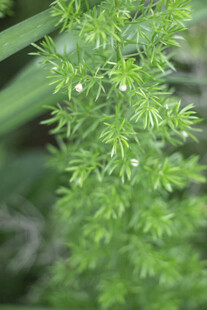 天门冬翠绿繁茂的针状植物枝叶