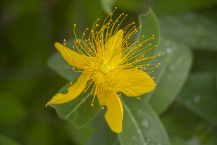 黄色金丝桃花特写