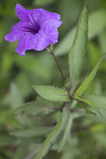 蓝花草紫色小花特写