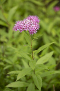 粉花绣线菊紫色小花绽放于绿叶间