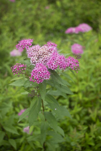 粉花绣线菊粉色小花绽放于绿意间