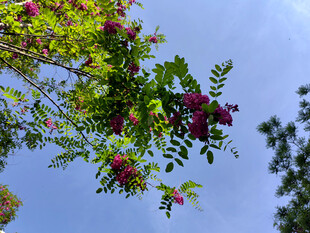 蓝天映衬下的繁茂花枝