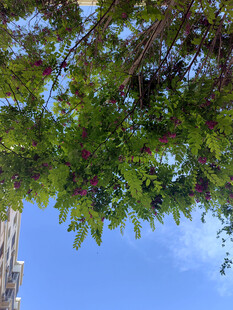 仰视繁茂枝叶蓝天景象
