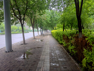 雨后林荫小道景观