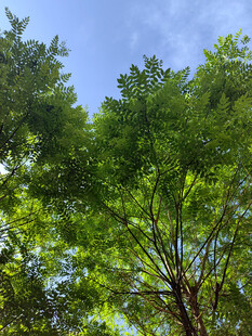 夏日绿树蓝天清新景象