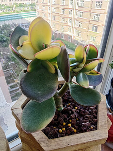 窗边多肉植物生机盎然