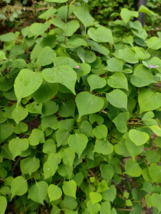 翠绿心形叶片植物景观