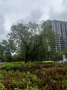 城市中葱郁树木与高楼景观