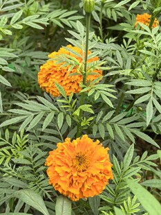 万寿菊 