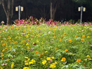 顺德大良顺峰山公园波斯菊花海
