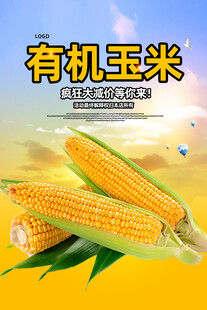 有机玉米展示