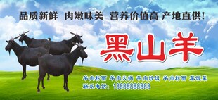 黑山羊