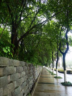 石墙边的林荫步道