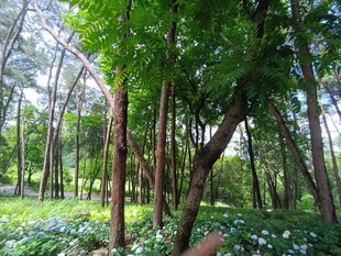 夏日葱郁树林景观