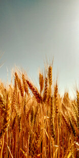 金黄麦田丰收的希望景象