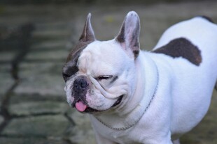 可爱法国斗牛犬吐舌卖萌
