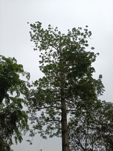 挺拔绿树映灰白天空