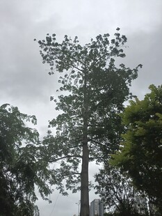 雨中挺拔树木景观