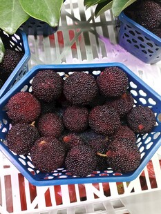 蓝筐中的新鲜紫黑色杨梅