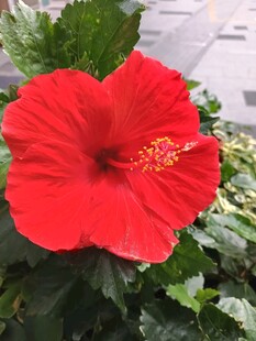 娇艳红扶桑花特写