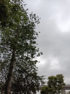 阴天里的树木景观