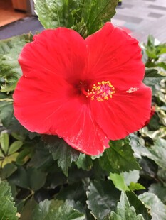 鲜艳红扶桑花特写