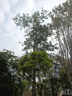 户外茂密树林景观