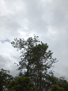 云雾中挺立的葱郁树木