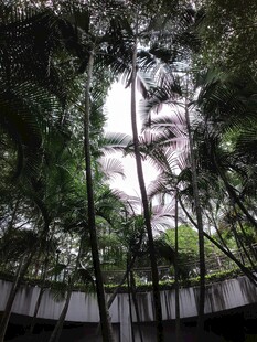 林间仰视之景