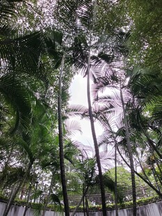 仰视茂密树林景观