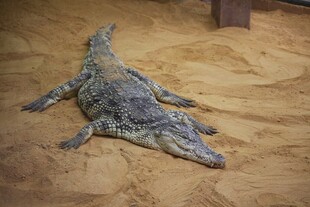 地面上的鳄鱼标本