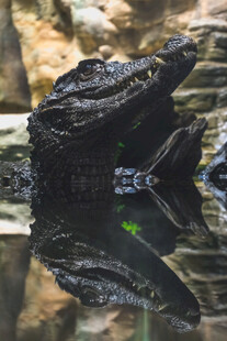 水中鳄鱼及其倒影