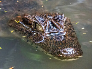 水中鳄鱼露出头部