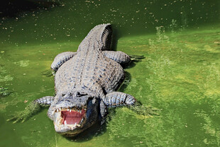 张嘴的水中鳄鱼