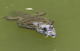 水中鳄鱼露头