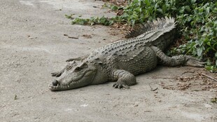 路边休憩的鳄鱼