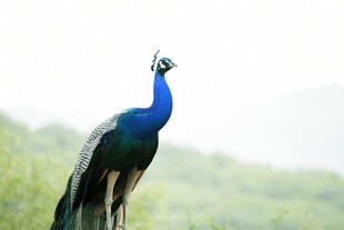 蓝孔雀立于绿野