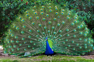 开屏的美丽孔雀