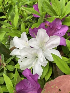白色杜鹃花绽放绿叶间