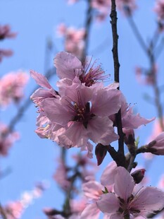 枝头绽放的粉嫩桃花