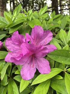 娇艳绽放的紫色杜鹃花