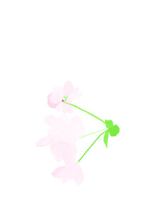 粉色花朵简洁插画