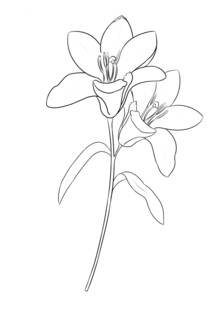 百合花简笔画