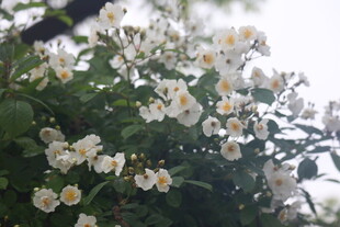 野蔷薇