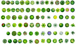 园林植物
