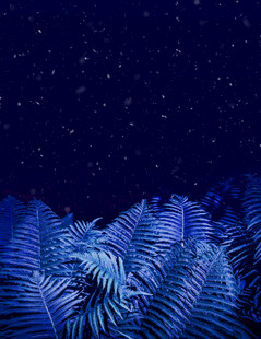 梦幻蓝调星空下的蕨类植物