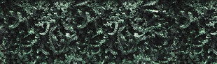 茂密绿色植物纹理背景
